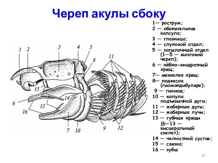 Череп акулы сбоку 1— рострум; 2 — обонятельная капсула; 3