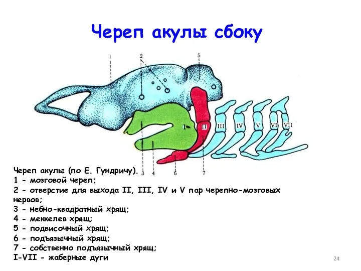 Череп акулы сбоку Череп акулы (по Е. Гундричу). 1 -