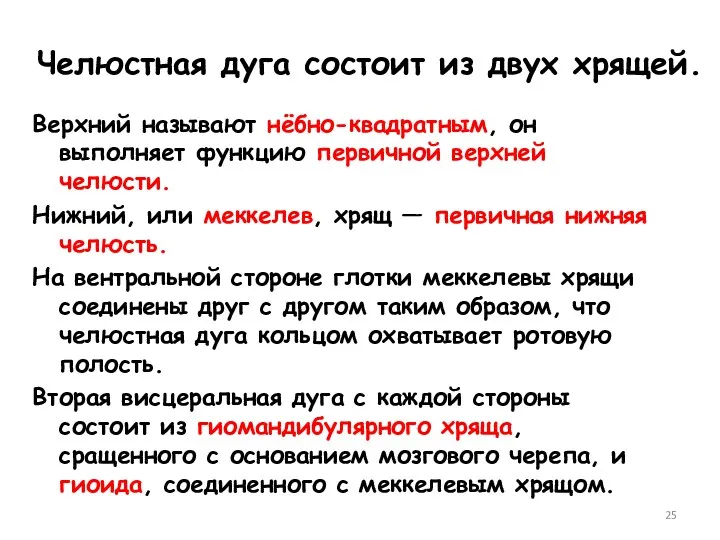 Челюстная дуга состоит из двух хрящей. Верхний называют нёбно-квадратным, он