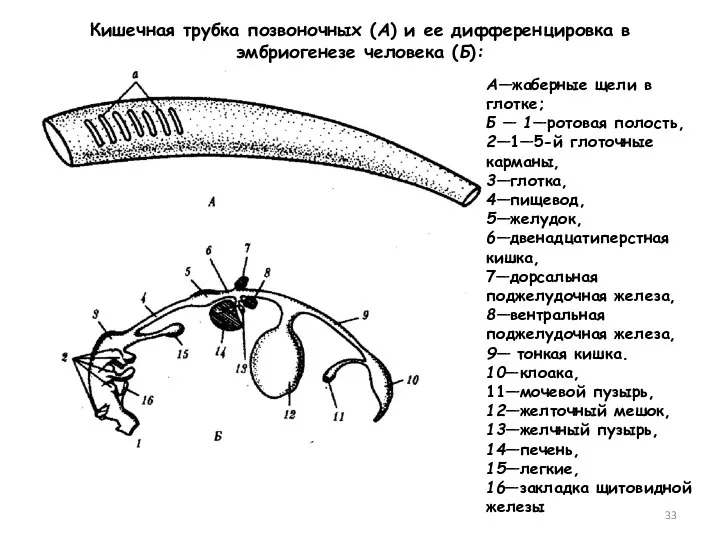 Кишечная трубка позвоночных (А) и ее дифференцировка в эмбриогенезе человека