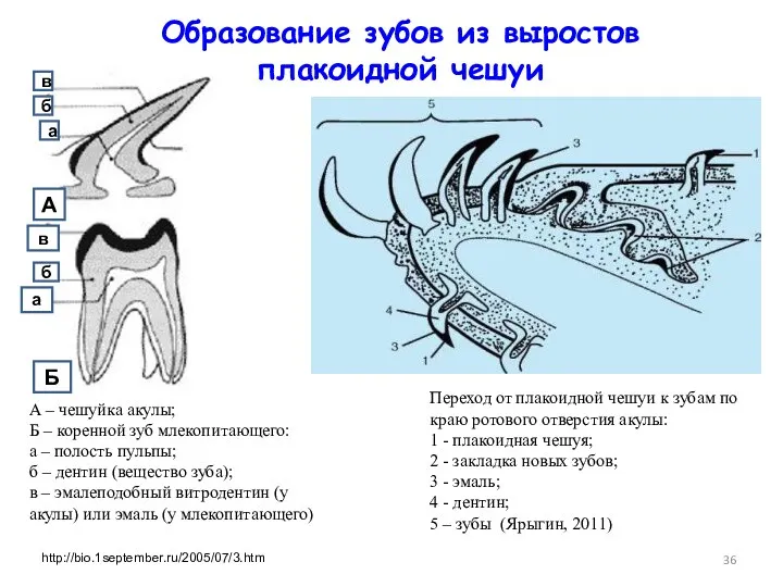 Образование зубов из выростов плакоидной чешуи А – чешуйка акулы;