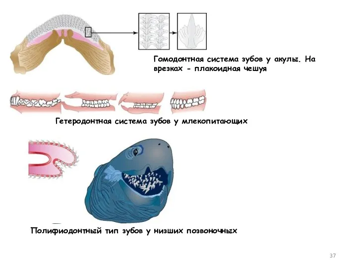 Гомодонтная система зубов у акулы. На врезках - плакоидная чешуя