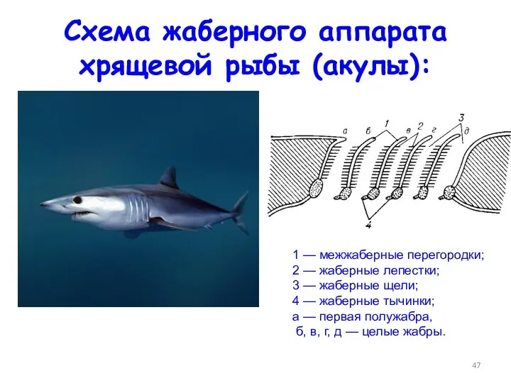 Схема жаберного аппарата хрящевой рыбы (акулы): http://www.theanimalworld.ru/fish/seldevaja_akula.html 1 — межжаберные