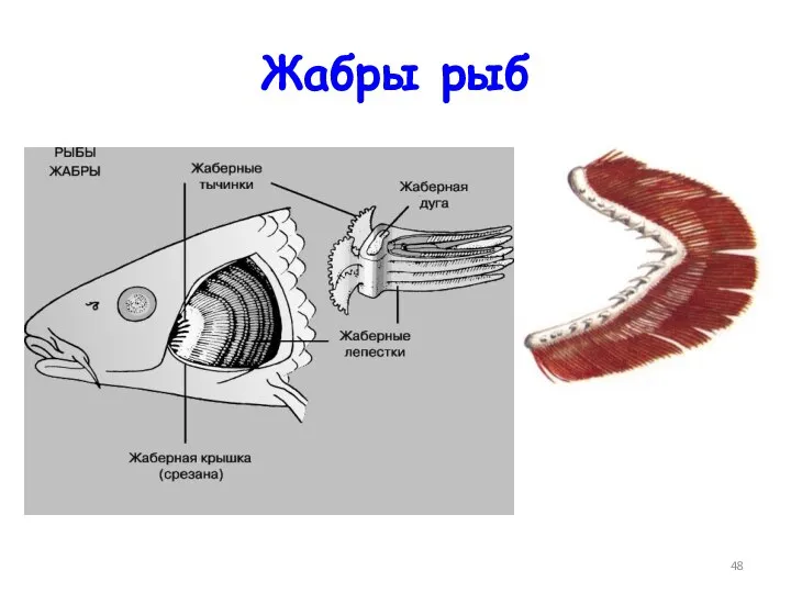 Жабры рыб