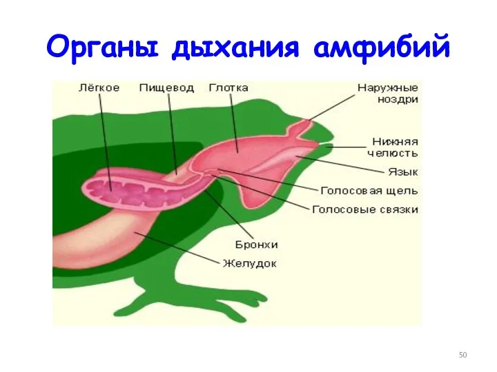 Органы дыхания амфибий