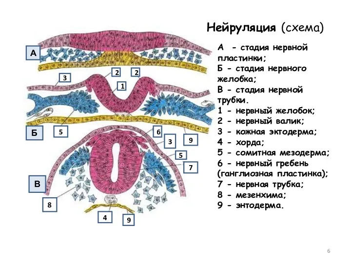 А Б В Нейруляция (схема) А - стадия нервной пластинки;