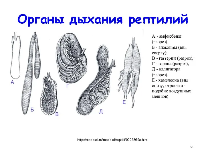 Органы дыхания рептилий http://medbiol.ru/medbiol/reptilii/0003869c.htm А - амфисбены (разрез); Б -