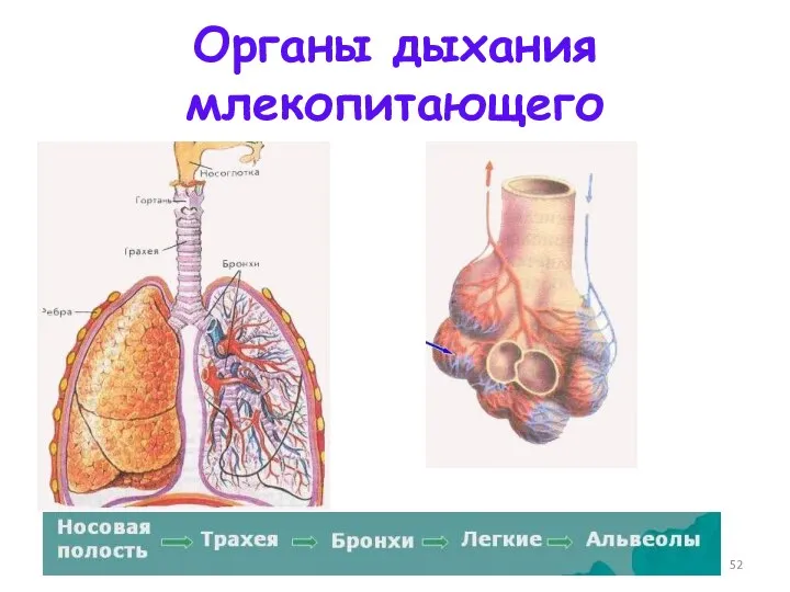 Органы дыхания млекопитающего