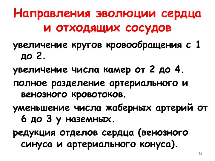 Направления эволюции сердца и отходящих сосудов увеличение кругов кровообращения с