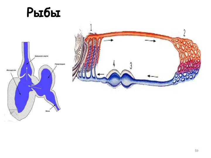 Рыбы