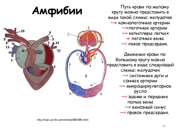 Амфибии http://bse.sci-lib.com/article066496.html Путь крови по малому кругу можно представить в