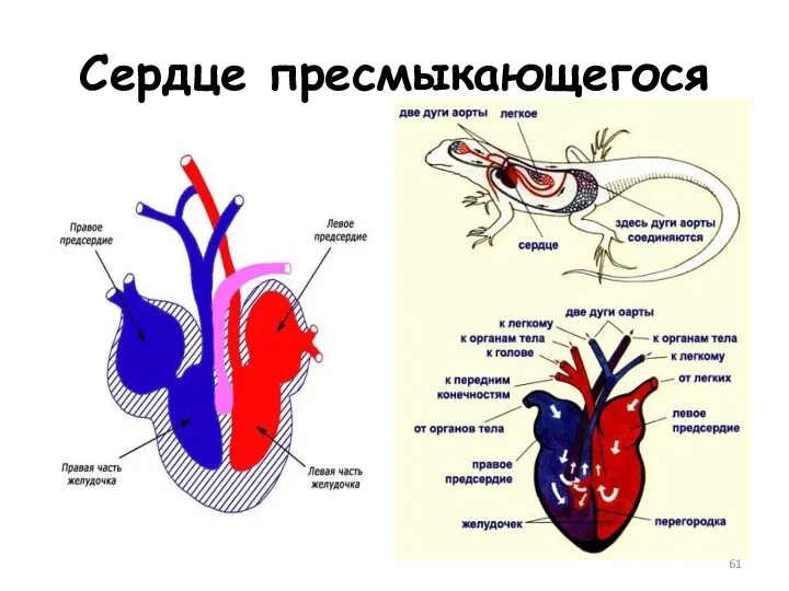 Сердце пресмыкающегося