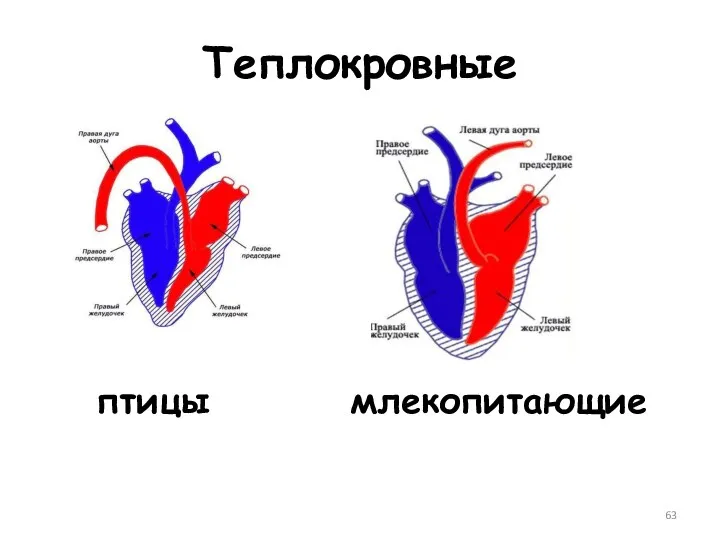 Теплокровные Птицы птицы млекопитающие