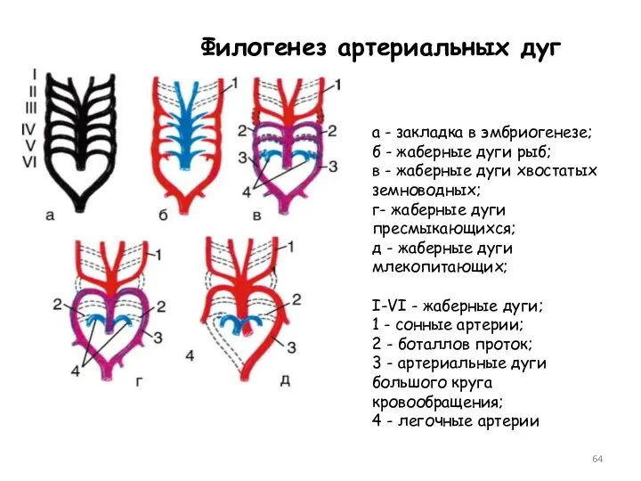 Филогенез артериальных дуг а - закладка в эмбриогенезе; б -