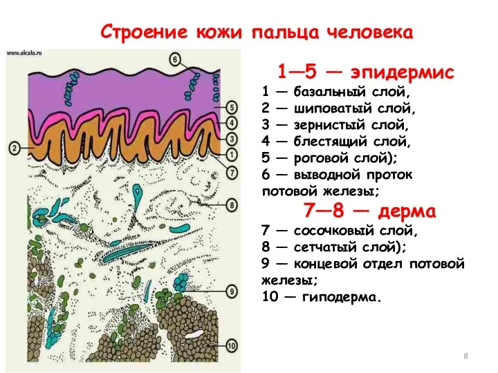 Строение кожи пальца человека 1—5 — эпидермис 1 — базальный