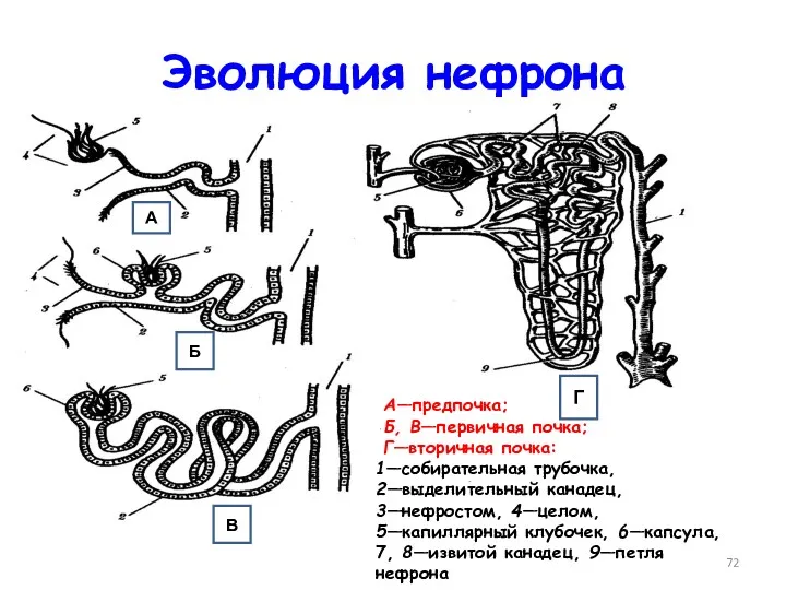 Эволюция нефрона А—предпочка; Б, В—первичная почка; Г—вторичная почка: 1—собирательная трубочка,
