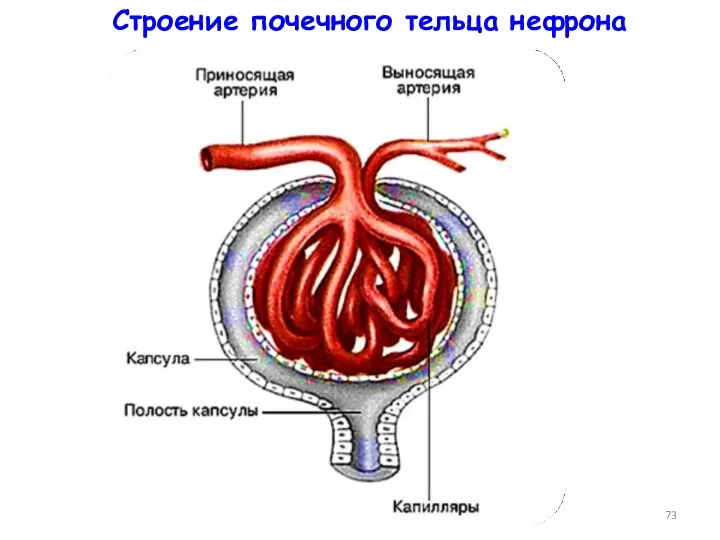 Строение почечного тельца нефрона