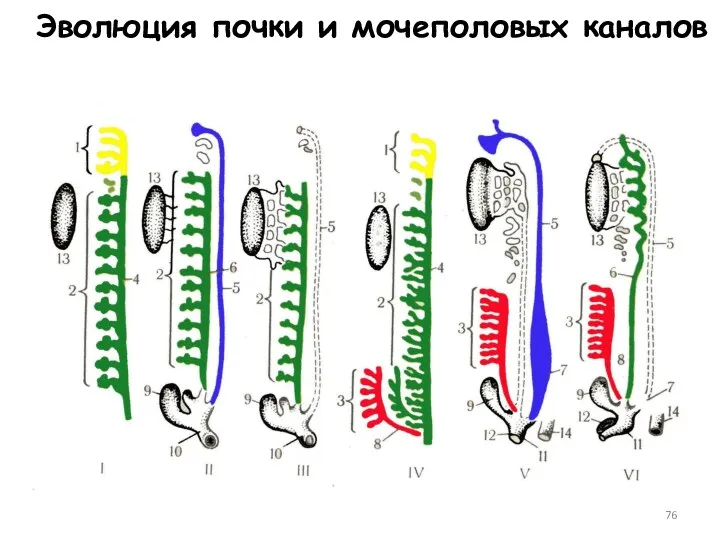 Эволюция почки и мочеполовых каналов