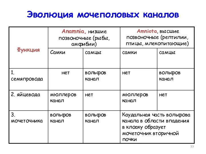 Эволюция мочеполовых каналов