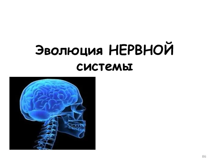 Эволюция НЕРВНОЙ системы