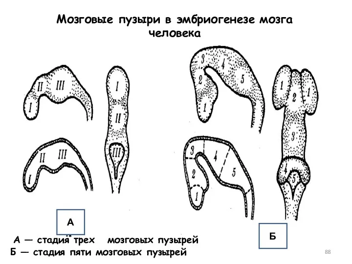 Мозговые пузыри в эмбриогенезе мозга человека А — стадия трех