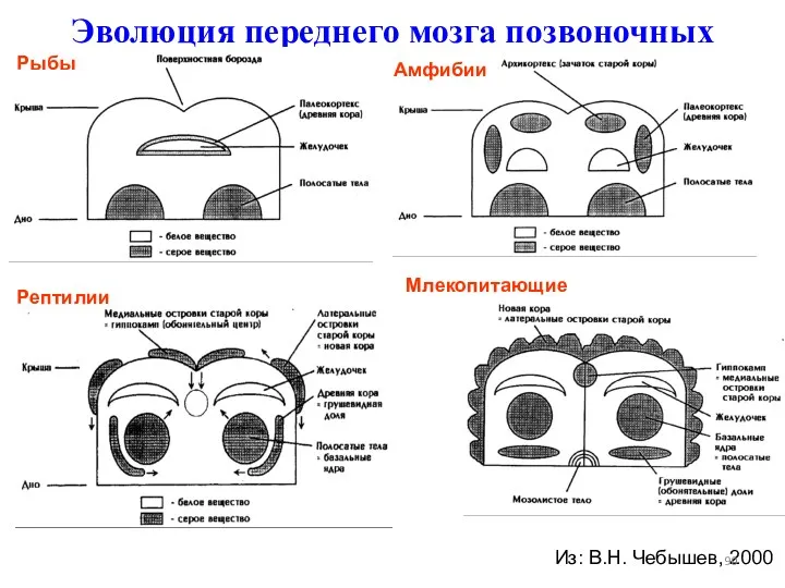 Эволюция переднего мозга позвоночных Рыбы Амфибии Рептилии Млекопитающие Из: В.Н. Чебышев, 2000