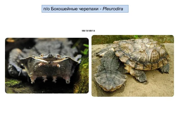 п/о Бокошейные черепахи - Pleurodira матамата