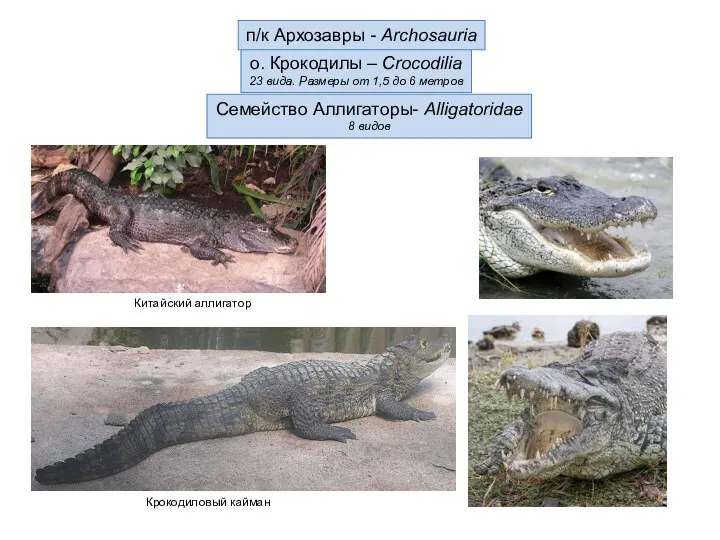о. Крокодилы – Crocodilia 23 вида. Размеры от 1,5 до 6 метров Семейство