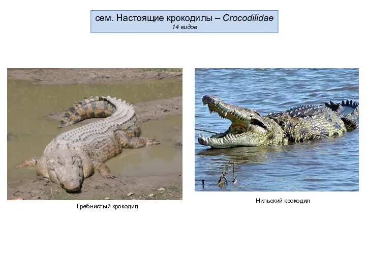сем. Настоящие крокодилы – Crocodilidae 14 видов Гребнистый крокодил Нильский крокодил