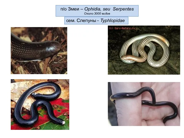 п/о Змеи – Ophidia, seu Serpentes Около 3000 видов сем. Слепуны - Typhlopidae