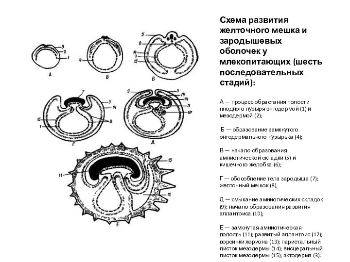 Схема развития желточного мешка и зародышевых оболочек у млекопитающих (шесть последовательных стадий): А