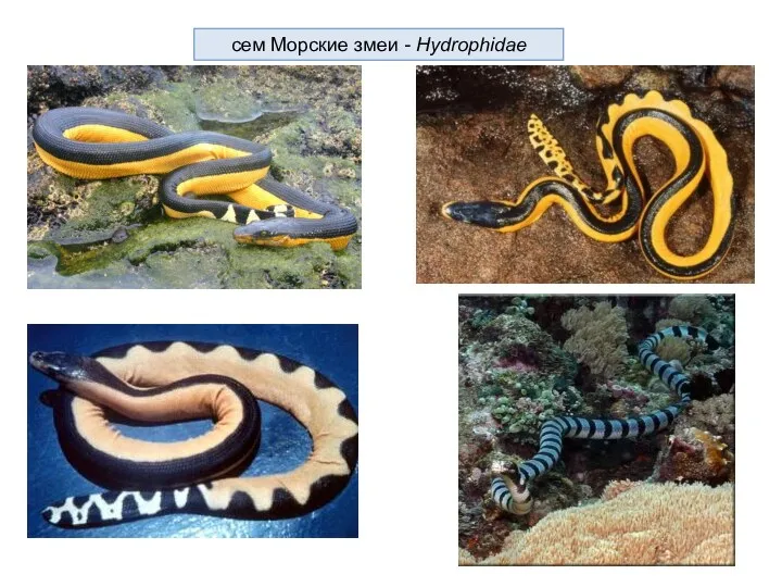 cем Морские змеи - Hydrophidae