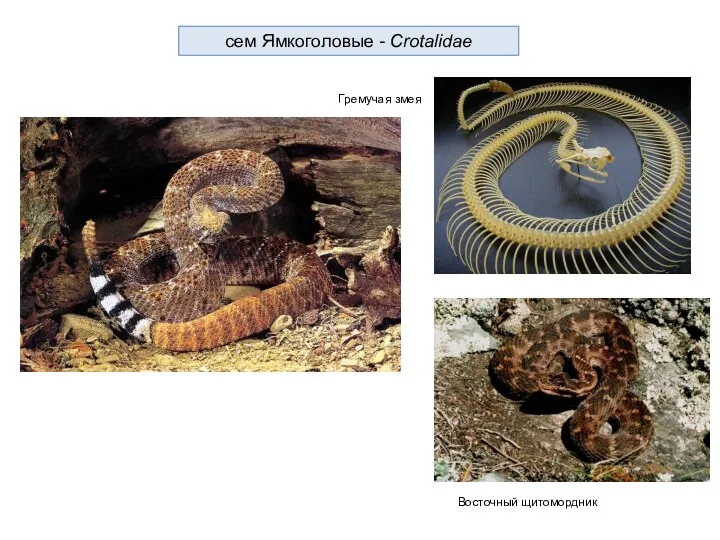 cем Ямкоголовые - Crotalidae Гремучая змея Восточный щитомордник