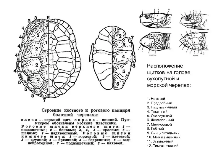 Расположение щитков на голове сухопутной и морской черепах: 1. Носовой 2. Предлобный 3.
