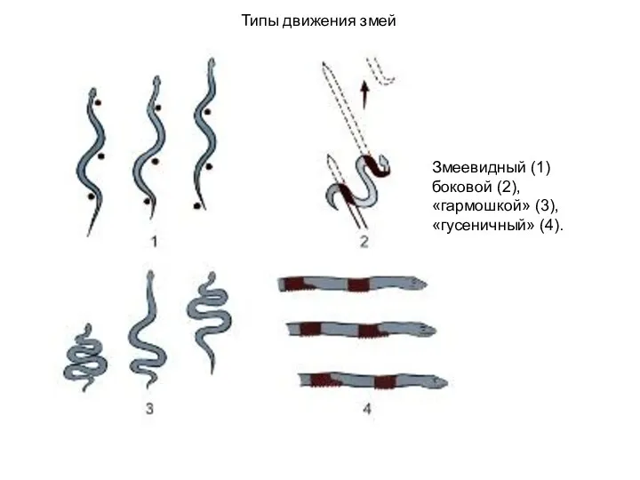 Типы движения змей Змеевидный (1) боковой (2), «гармошкой» (3), «гусеничный» (4).