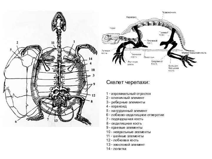 Скелет черепахи: 1 - акромиальный отросток 2 - ключичный элемент 3 - реберные