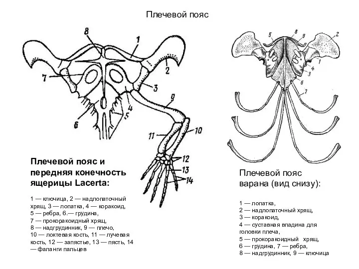 Плечевой пояс Плечевой пояс и передняя конечность ящерицы Lacerta: 1 — ключица, 2