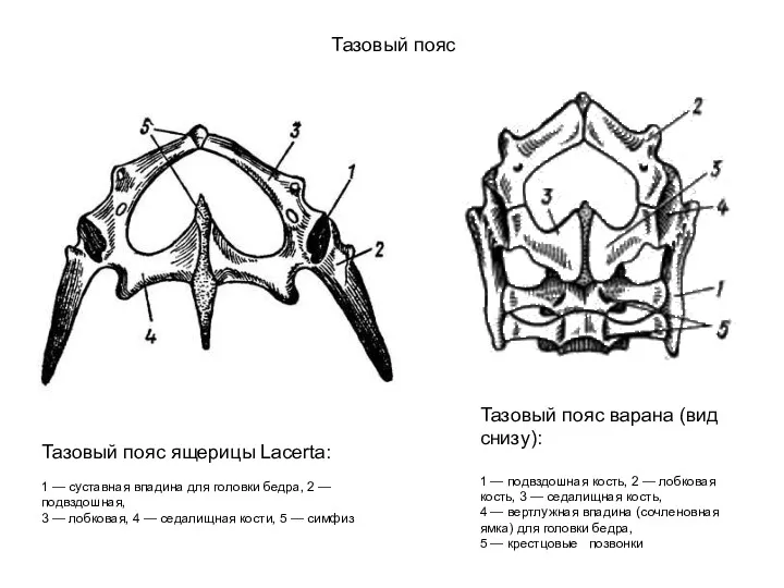 Тазовый пояс Тазовый пояс ящерицы Lacerta: 1 — суставная впадина для головки бедра,