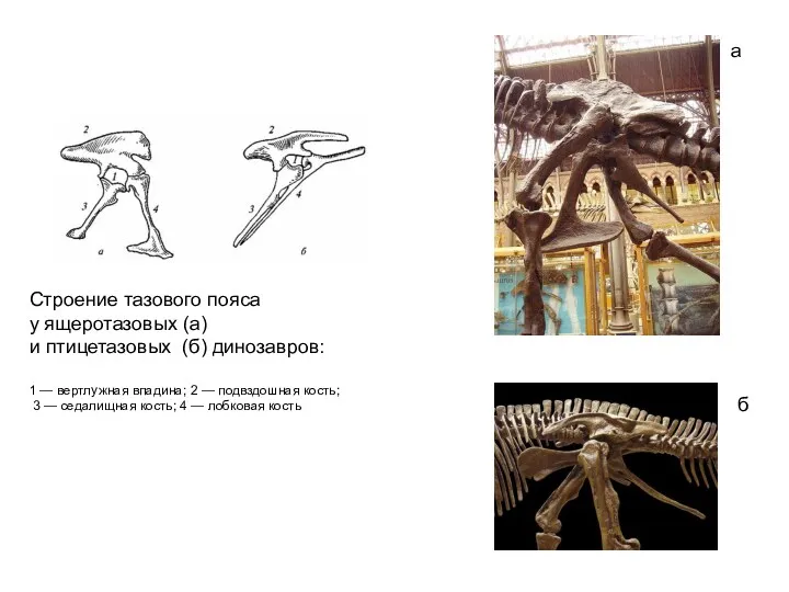 Строение тазового пояса у ящеротазовых (а) и птицетазовых (б) динозавров: 1 — вертлужная