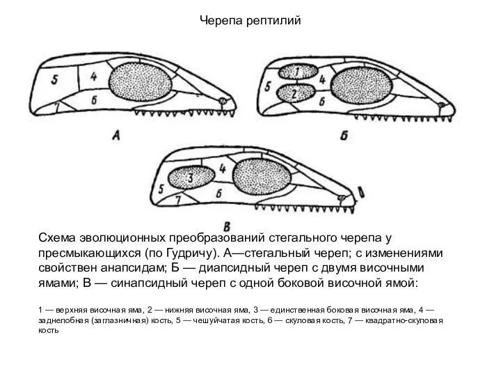 Схема эволюционных преобразований стегального черепа у пресмыкающихся (по Гудричу). А—стегальный череп; с изменениями