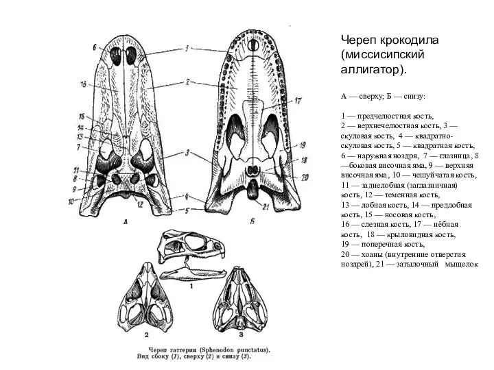 Череп крокодила (миссисипский аллигатор). А — сверху; Б — снизу: 1 — предчелюстная