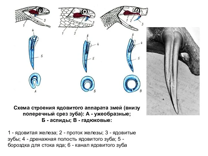 Схема строения ядовитого аппарата змей (внизу поперечный срез зуба): А - ужеобразные; Б