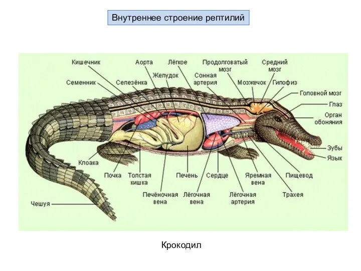 Внутреннее строение рептилий Крокодил