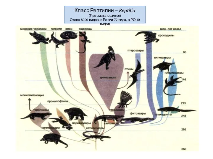 Класс Рептилии – Reptilia (Пресмыкающиеся) Около 8000 видов, в Росии 72 вида, в РО 10 видов