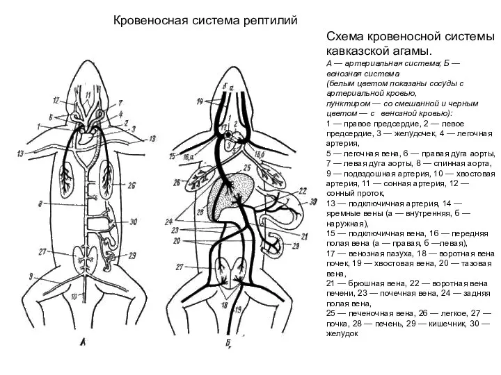 Кровеносная система рептилий Схема кровеносной системы кавказской агамы. А — артериальная система; Б