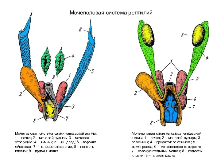 Мочеполовая система рептилий Мочеполовая система самки кавказской агамы: 1 – почка; 2 –