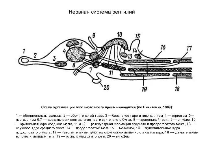 Нервная система рептилий Схема организации головного мозга пресмыкающихся (по Никитенко, 1969): 1 —