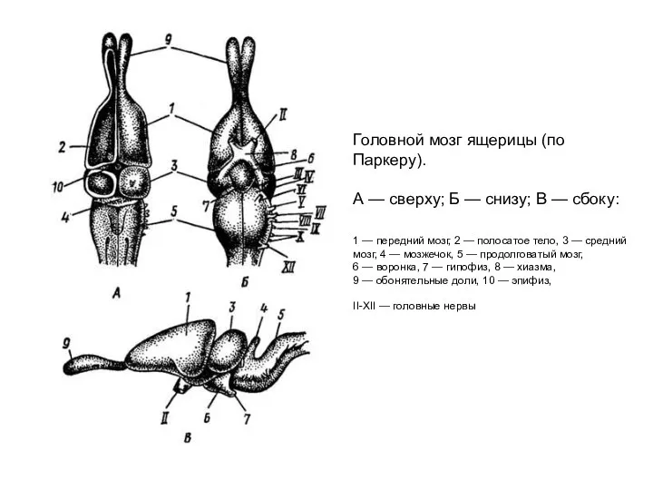Головной мозг ящерицы (по Паркеру). А — сверху; Б — снизу; В —