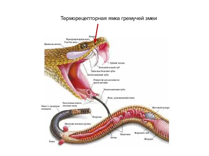 Терморецепторная ямка гремучей змеи
