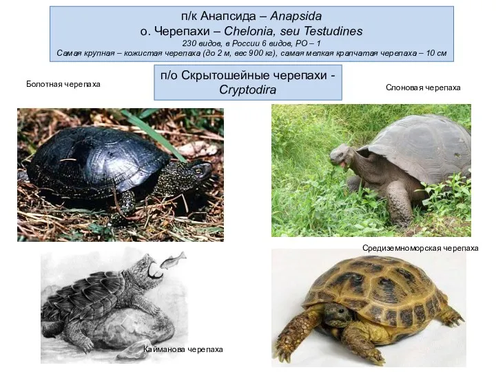п/к Анапсида – Anapsida о. Черепахи – Сhelonia, seu Testudines 230 видов, в